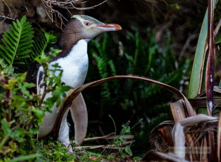 Mike & Jenny'S Kaka Point Accommodation Exterior photo